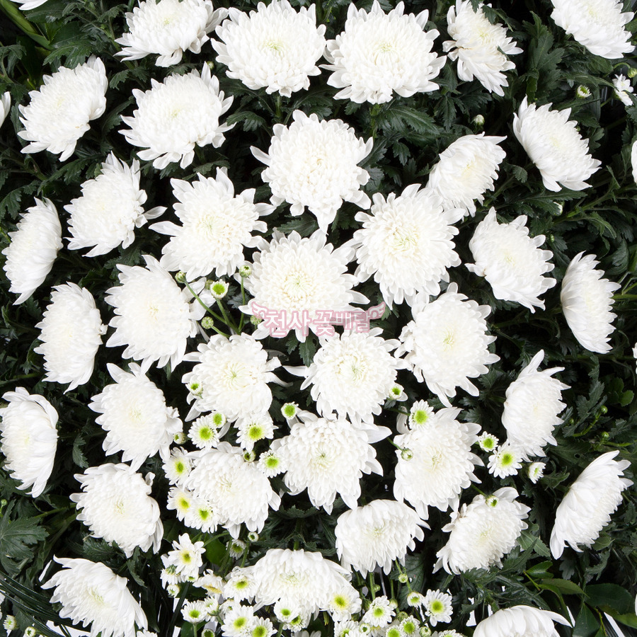 상세이미지