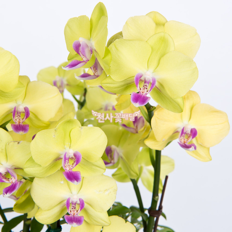 상세이미지