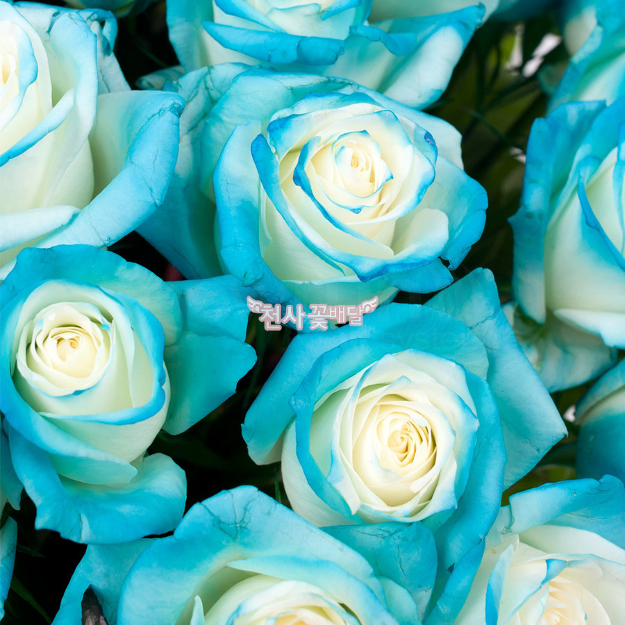 상세이미지