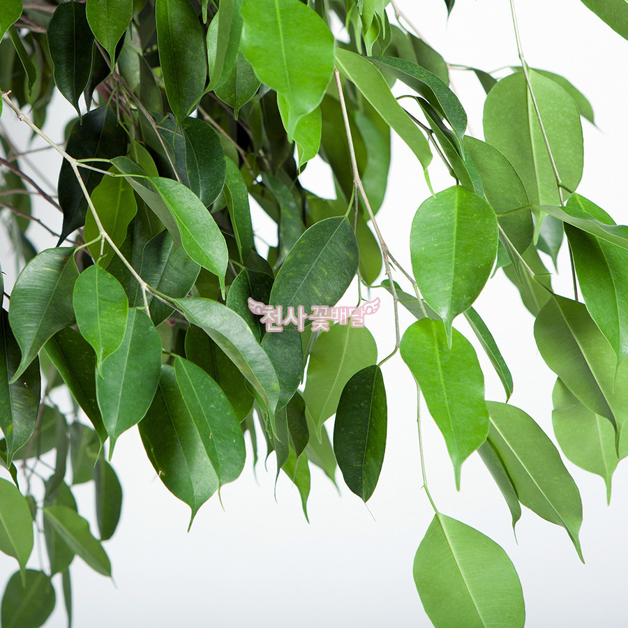 상세이미지