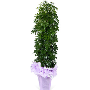 홍콩야자(막분)