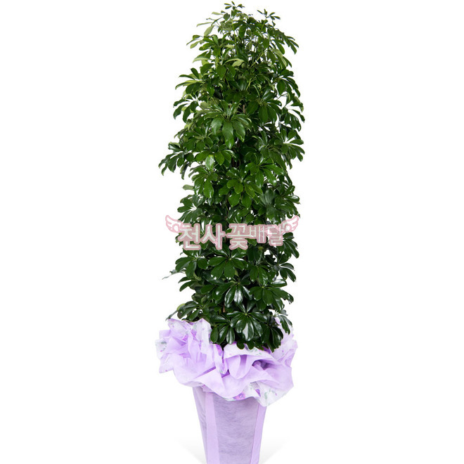 홍콩야자(막분)