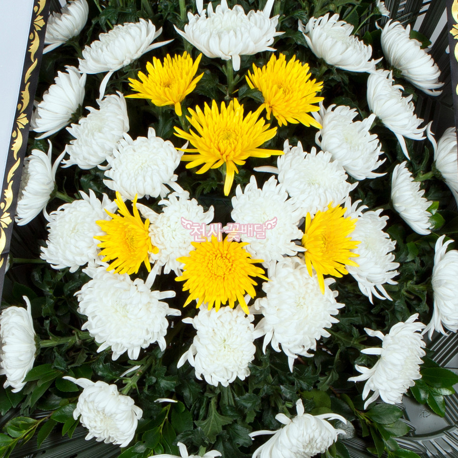 상세이미지