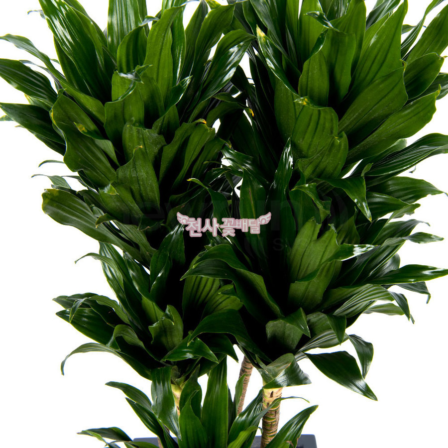 상세이미지