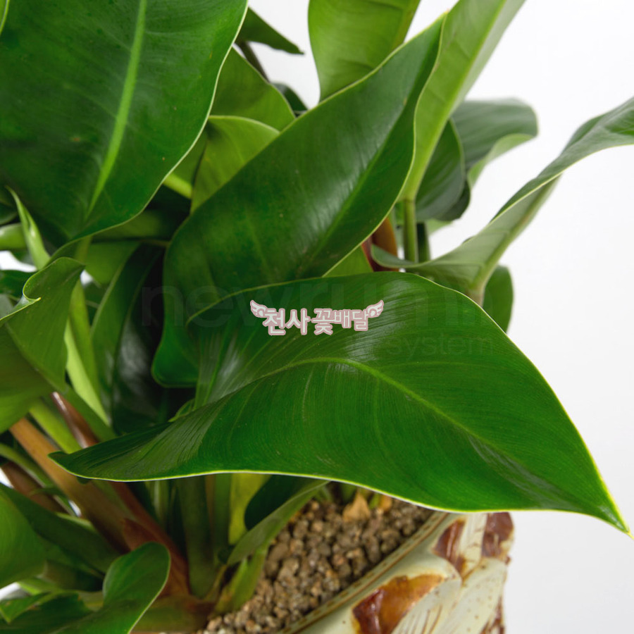 상세이미지