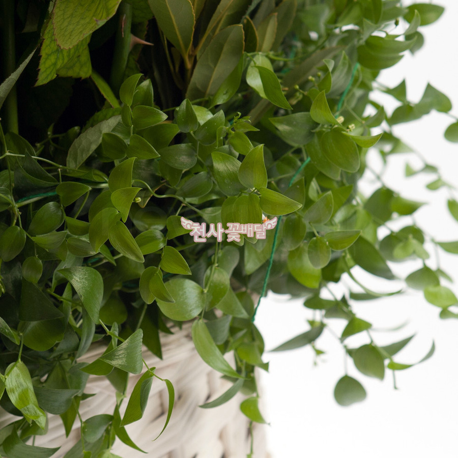 상세이미지