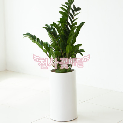 금전수(돈나무)