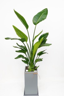 극락조 (사각분)