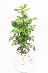 녹보수(미니)