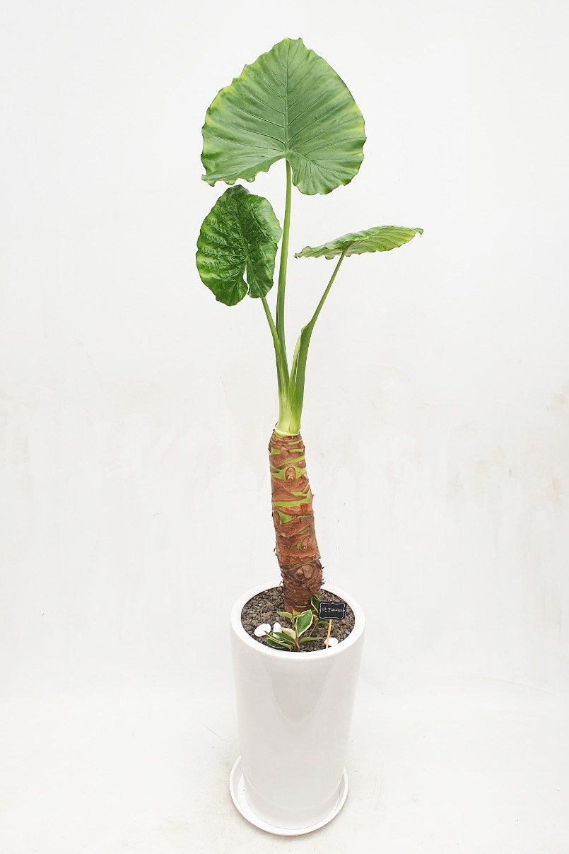 상세이미지